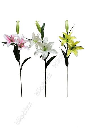 Лилия в ассортименте