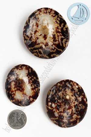 Подвеска &quot;Ракушка объемная&quot; (2 шт) SF-3379